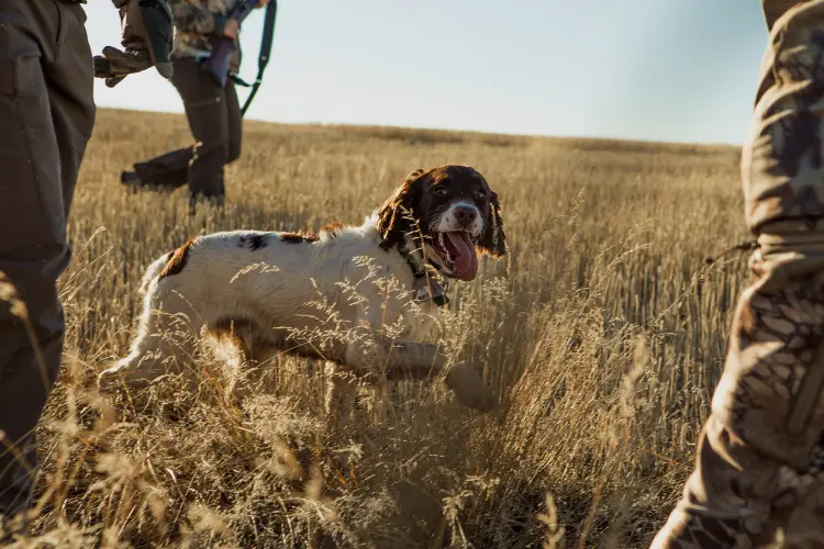 Hunting dog